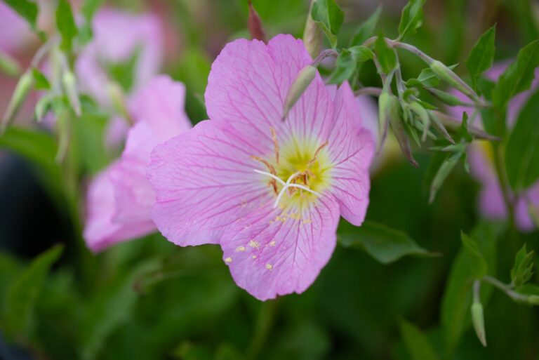 pink evening primrose