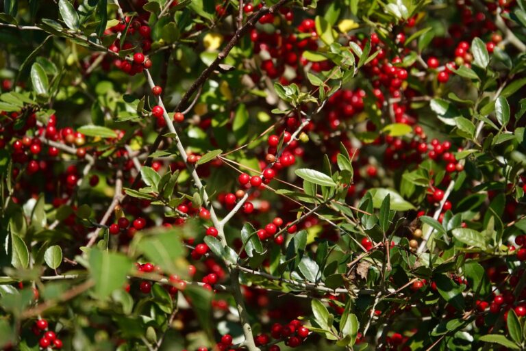yaupon holly