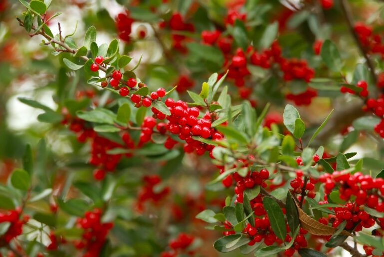 Yaupon holly