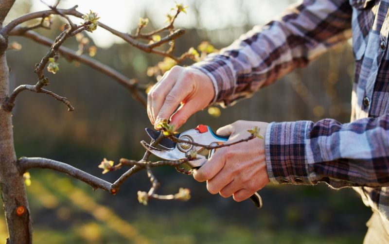 Stop Pruning Crape Myrtles In April Before Buds Are Fully Set