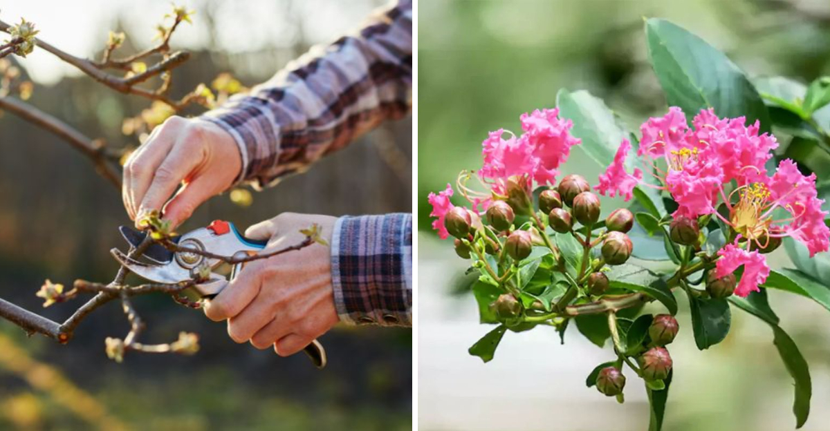 crape myrtle pruning