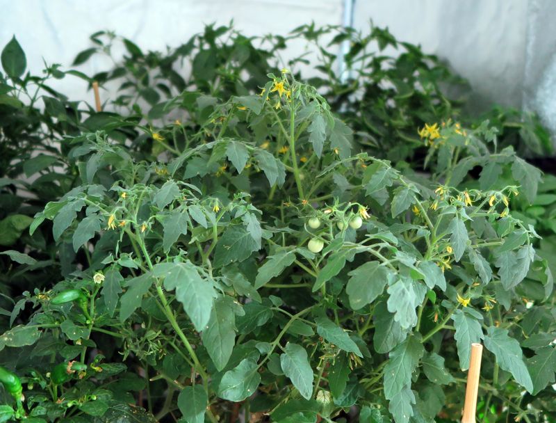 Switch To Lower Nitrogen Once Flowers Start Showing