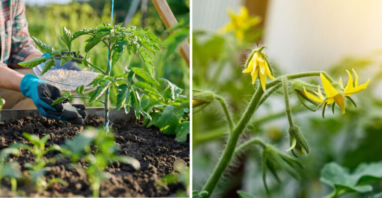 fertilizing tomatoes