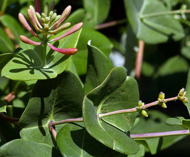 Pruning At The Wrong Time Is What Ruins The Blooms