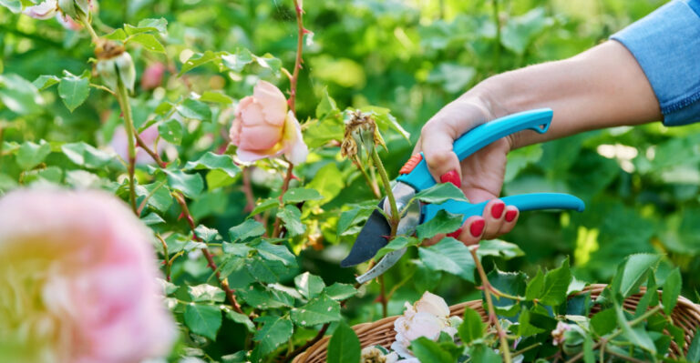 This One Spring Fix Helps Oregon Shrubs Flower More