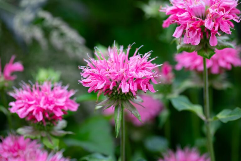 pink bee balm