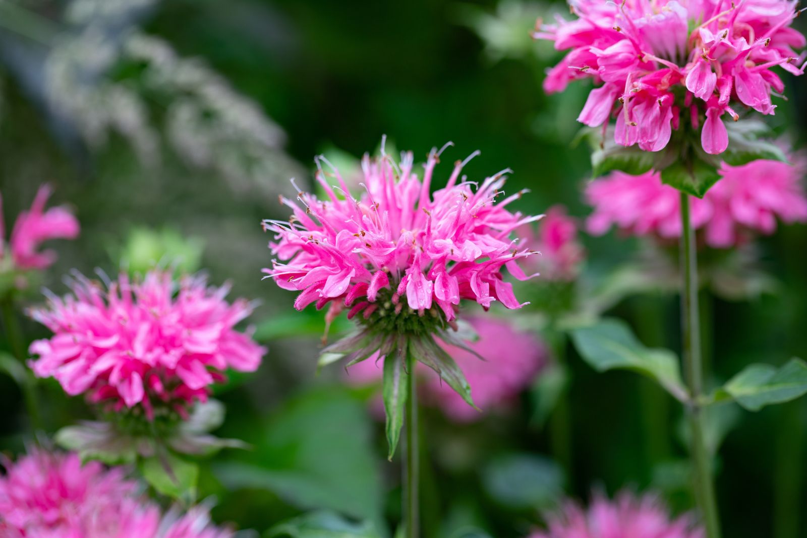 pink bee balm