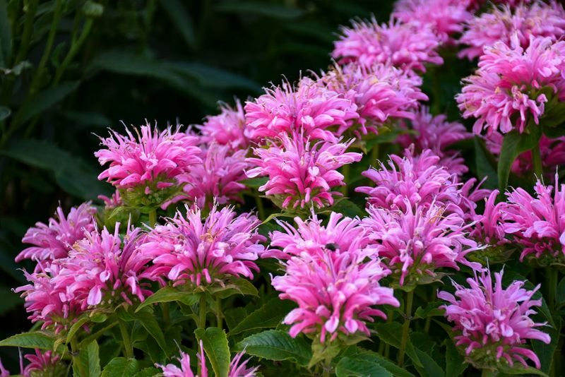 Why Pink Bee Balm Is Showing Up In More Pennsylvania Gardens