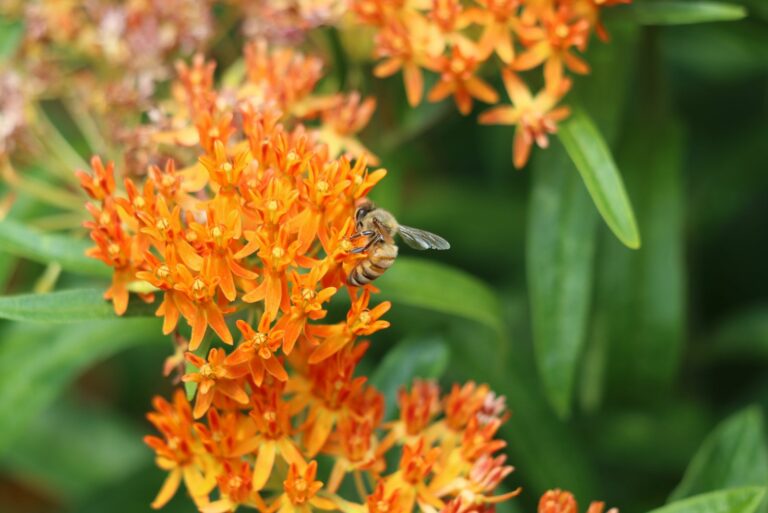 butterfly milkweed