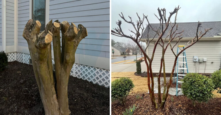 This Pruning Mistake Can Ruin Georgia Crape Myrtle