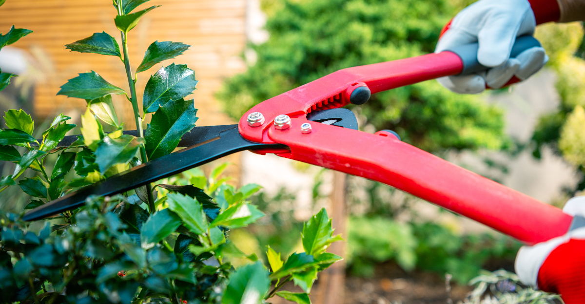shrub pruning