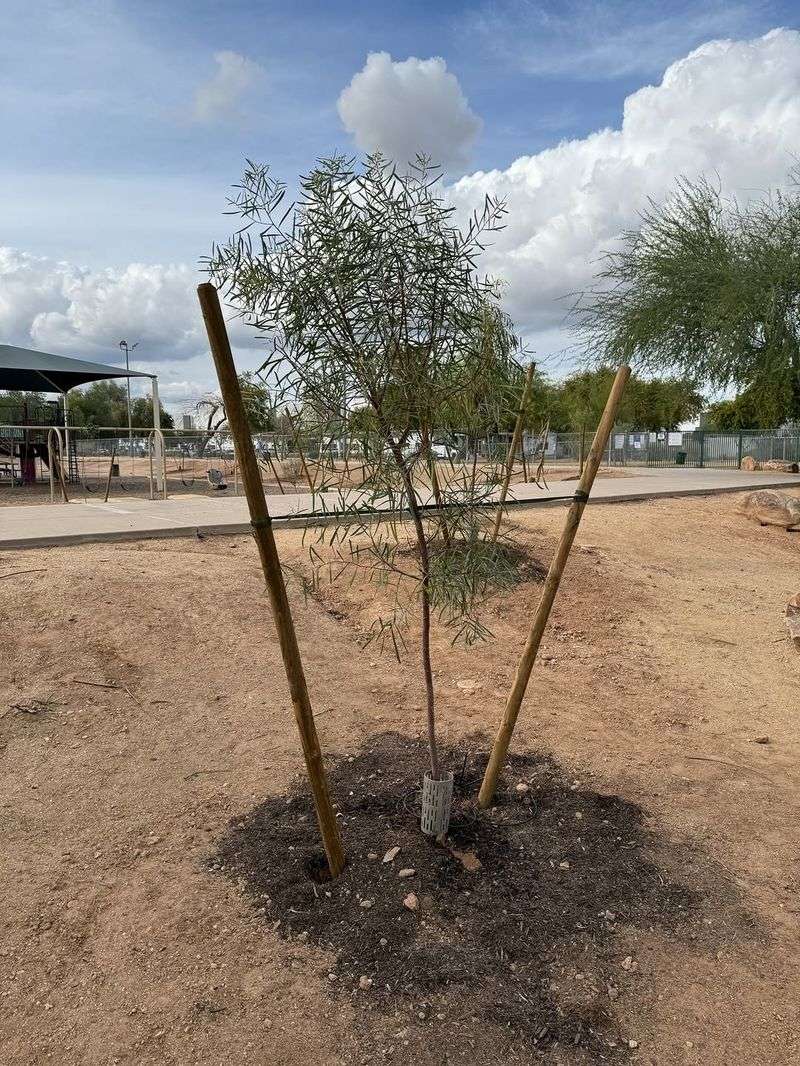 Mulch To A Depth Of Three To Four Inches To Protect Roots From Heat