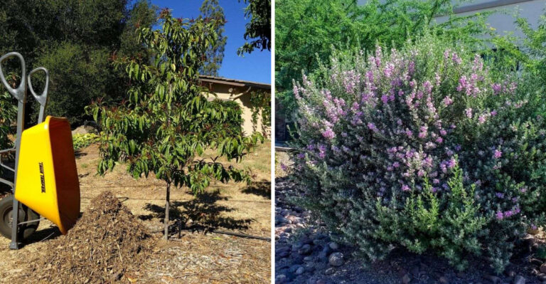 This Simple April Tip Helps Trees And Shrubs Stay Healthy In Arizona