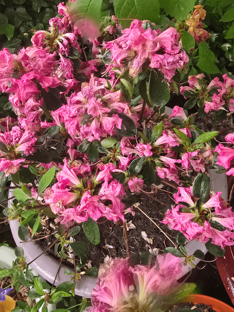 Regular Bloom Removal Keeps Plants Looking Fresh Longer