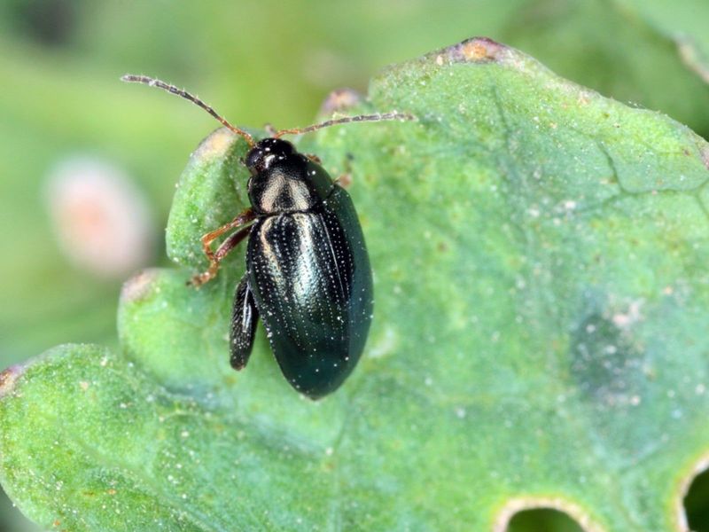 Flea Beetles Are The Tiny Pests To Watch On Ohio Tomatoes