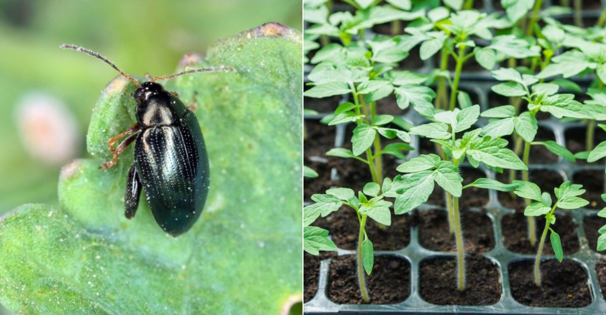 This Small Insect Is Ruining Ohio Tomato Plants This Season