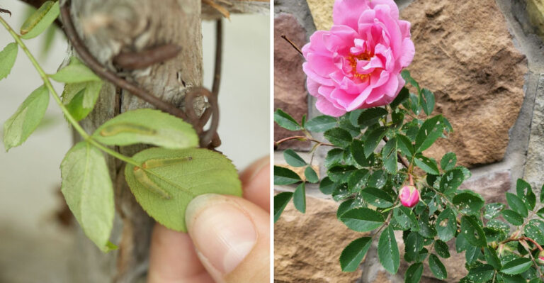 Rose Sawfly Larvae