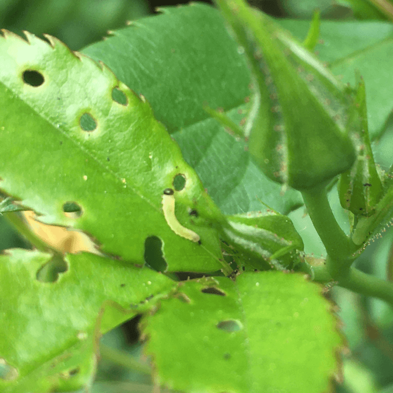Rose Sawfly Larvae Damage Shows Up Before You Ever Spot Them