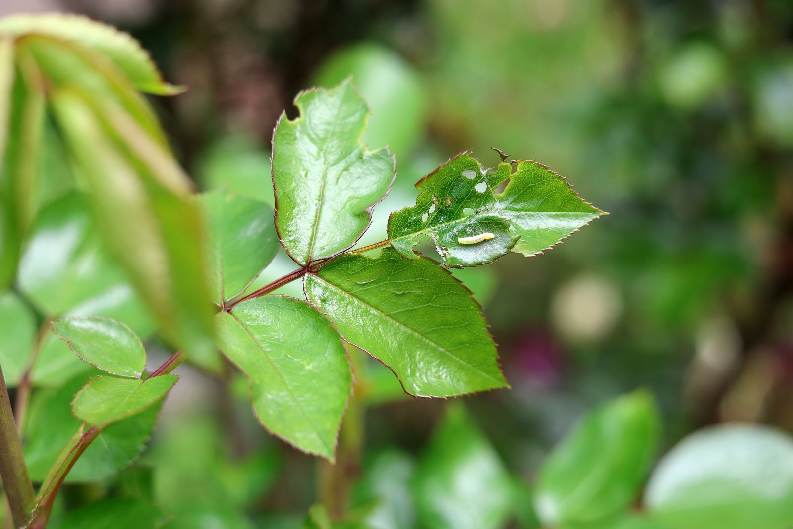 Rose Sawfly Larvae