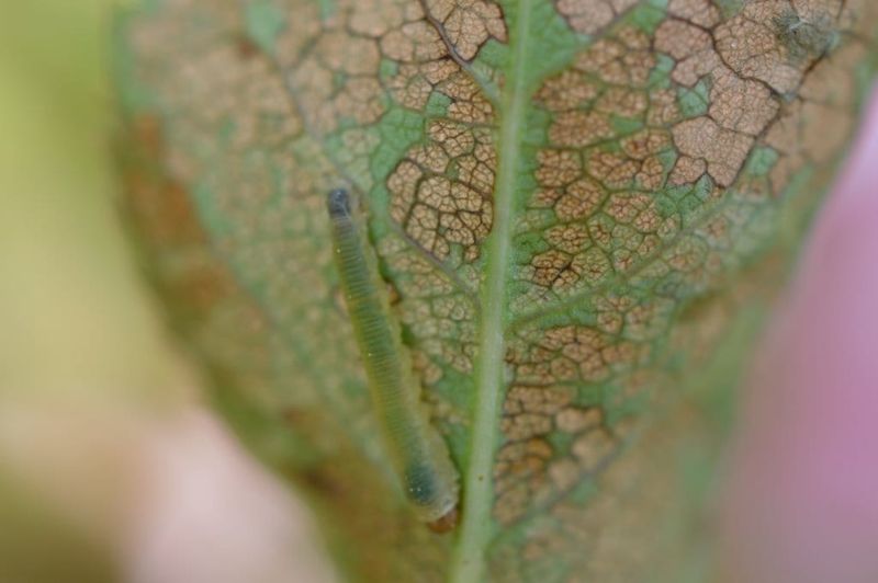 What Rose Sawfly Larvae Are