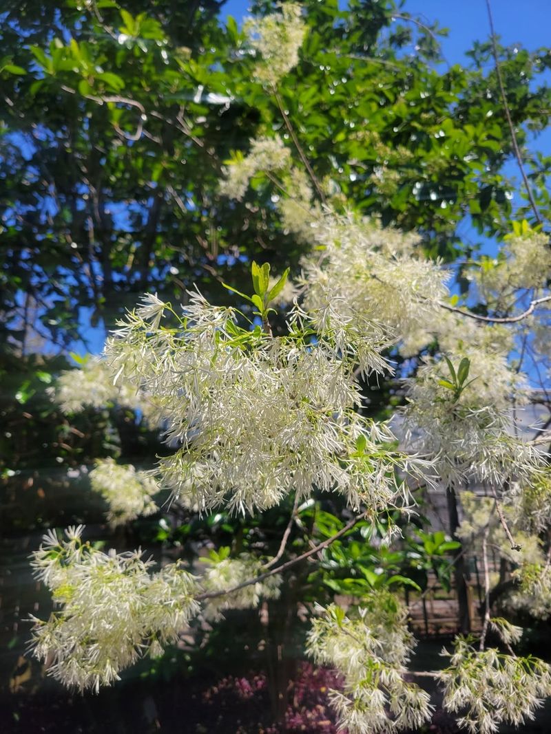 Fringe Tree Brings Soft Spring Blooms To Georgia Yards