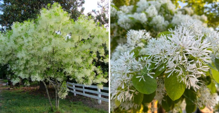 This Tree Is The Best Alternative To Crape Myrtle In Georgia