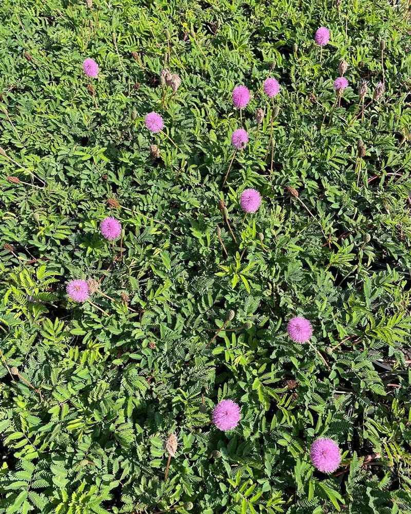 Why Sunshine Mimosa Is Showing Up In More Florida Front Yards
