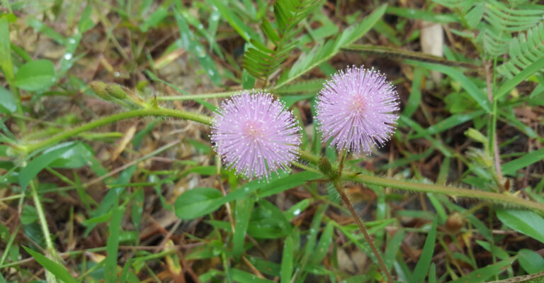 This Yard Upgrade Is Replacing Patchy Grass In Florida Front Yards