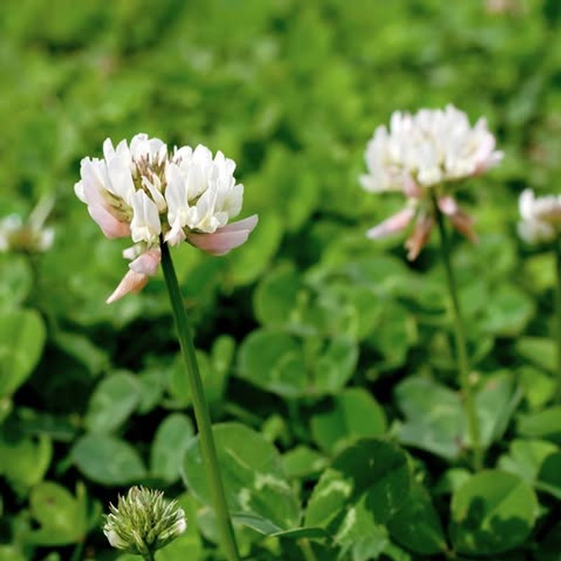 White Clover Creates Dense Ground Cover That Fills Bare Spots Fast