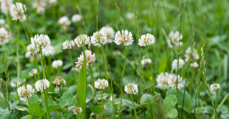 white clover (featured image)