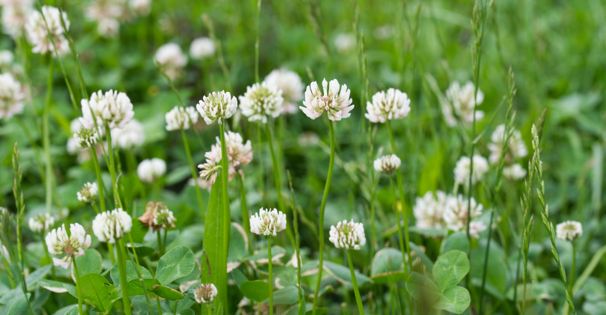 white clover (featured image)