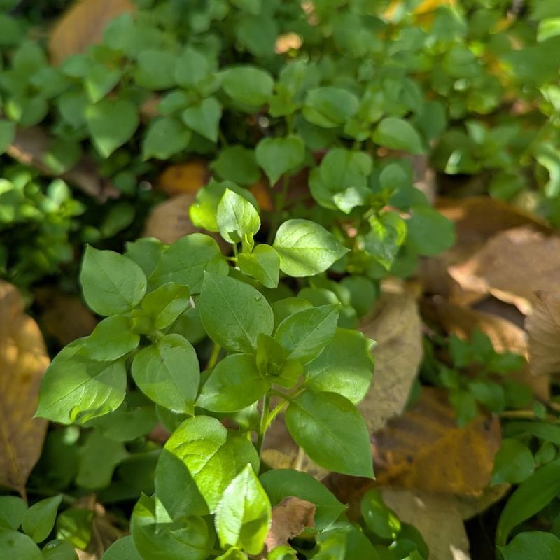 Chickweed (Stellaria Media)