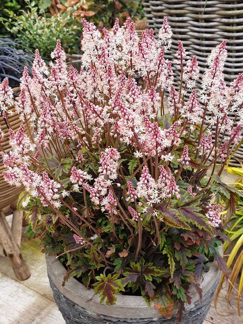 The Leaves Keep The Pot Looking Good For Months
