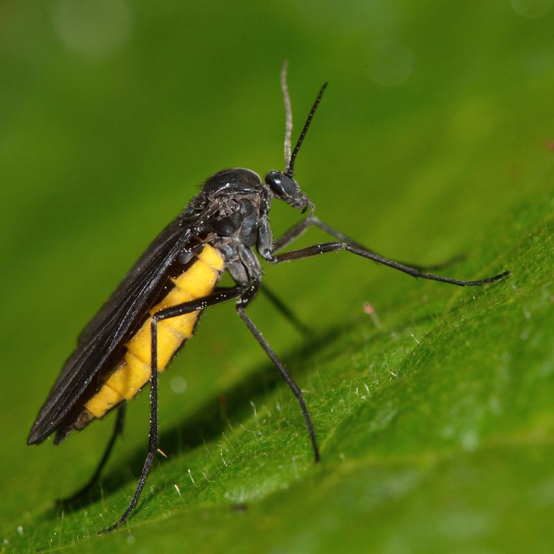 Fungus Gnats Thrive In Damp Indoor Soil Conditions