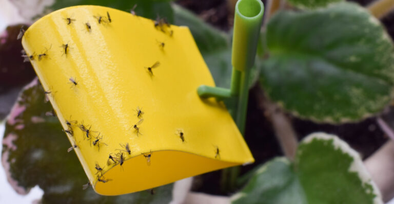 Those Flying Insects Around Michigan Houseplants In Spring May Not Be Fruit Flies
