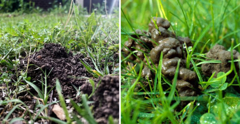 Those Little Mounds In Your Michigan Lawn In April May Not Be Ants