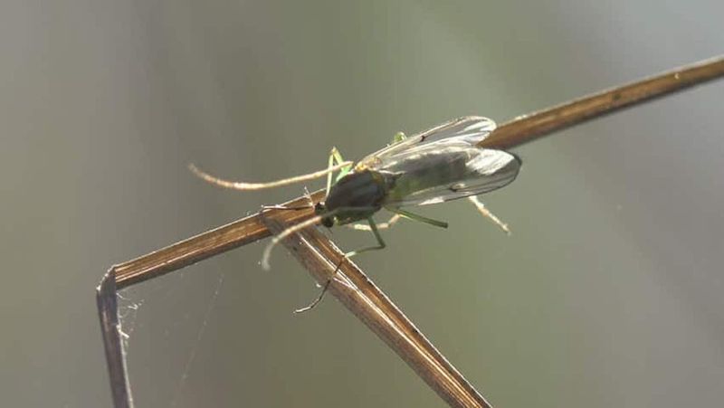 Why They Show Up In The First Place