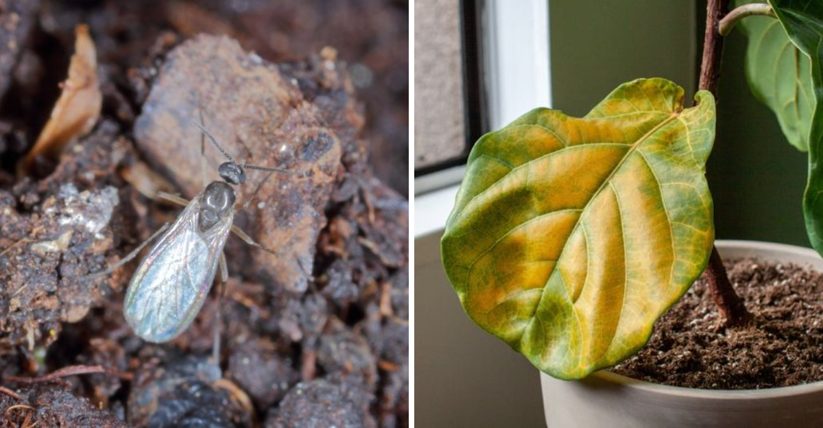 fungus gnat and overwatered plant