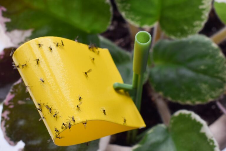 fungus gnats