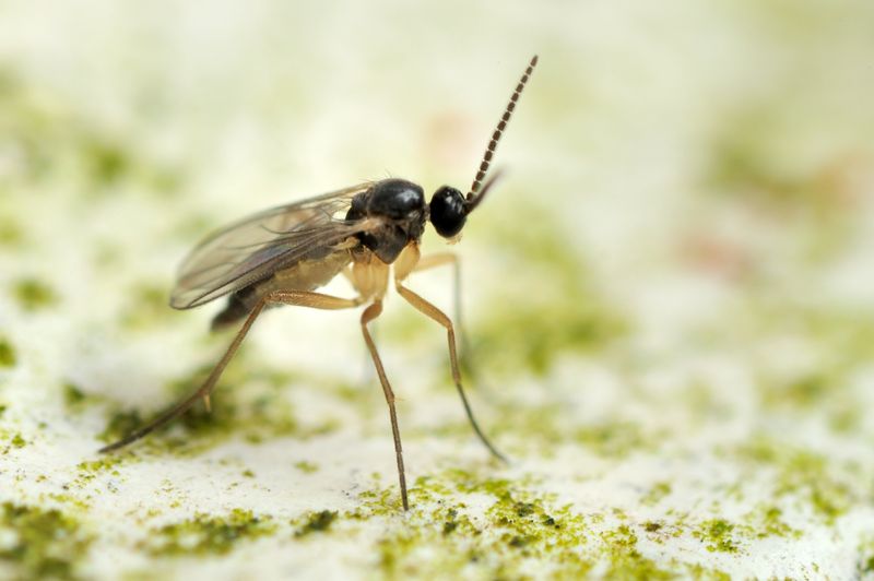 Those Tiny Flying Gnats Are Usually Fungus Gnats, Not Fruit Flies