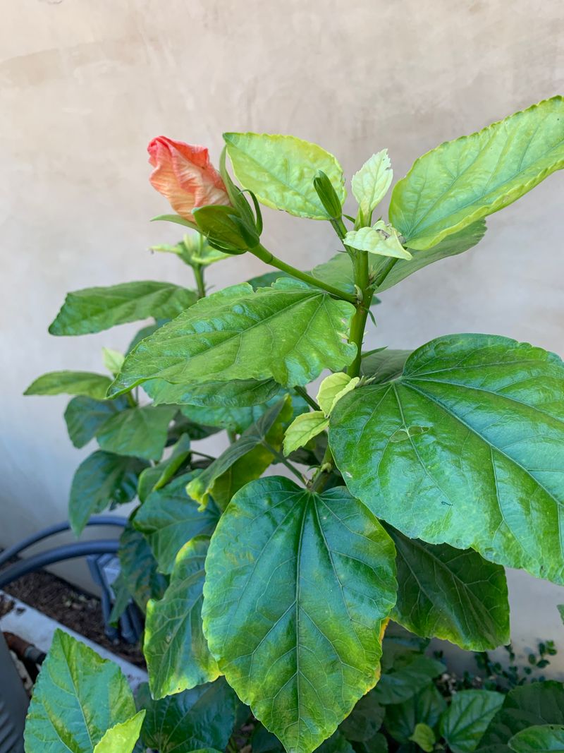 High pH Can Make A Healthy Plant Bloom Poorly