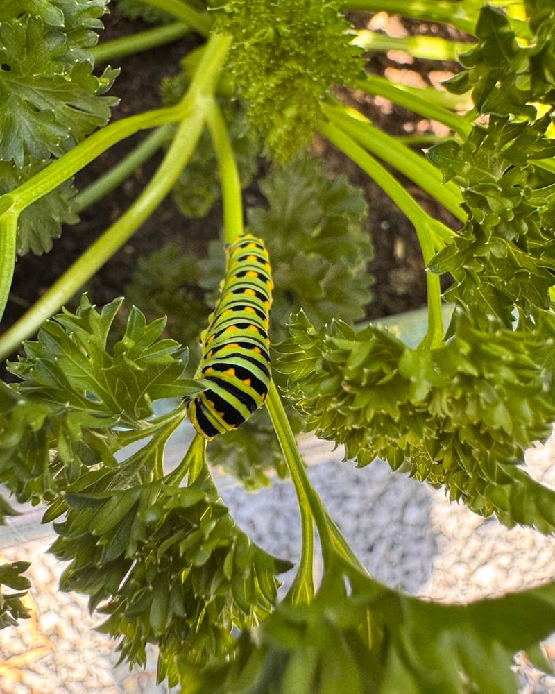 Caterpillars Start Chewing Through Fresh May Growth