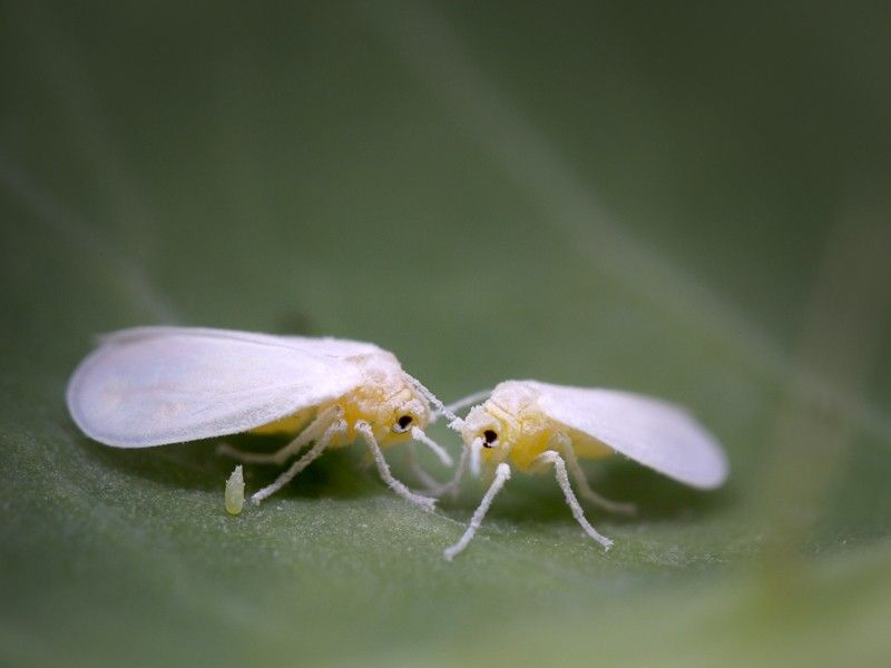 Whiteflies And Sooty Mold Make Leaves Look Filthy