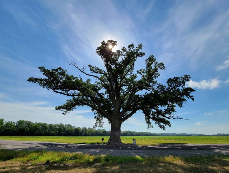 Withstands Strong Winds And Storms With Ease