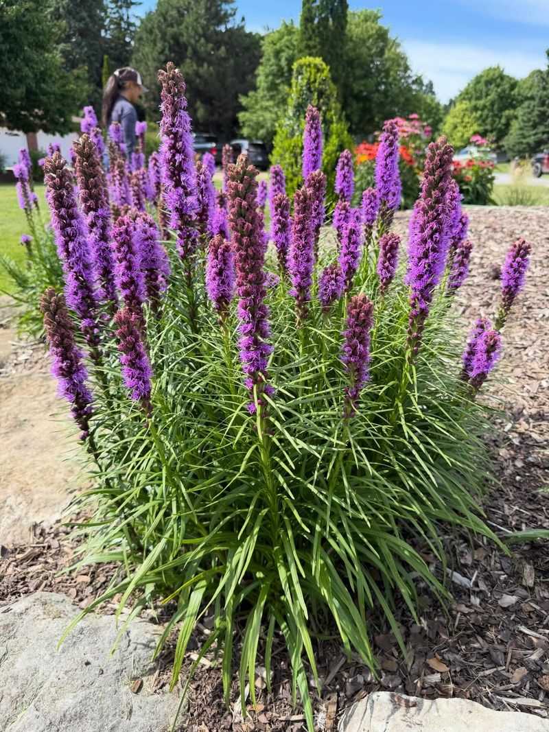 Tolerates Poor Or Lean Soil