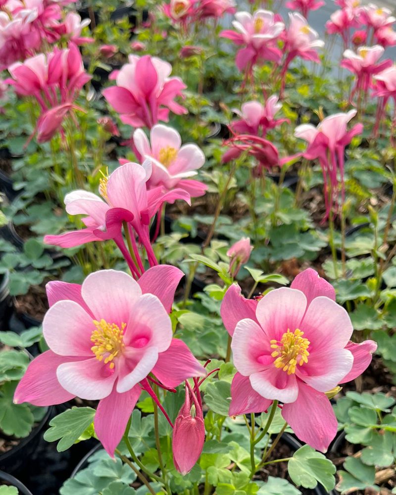 Low-Maintenance And Easy To Grow