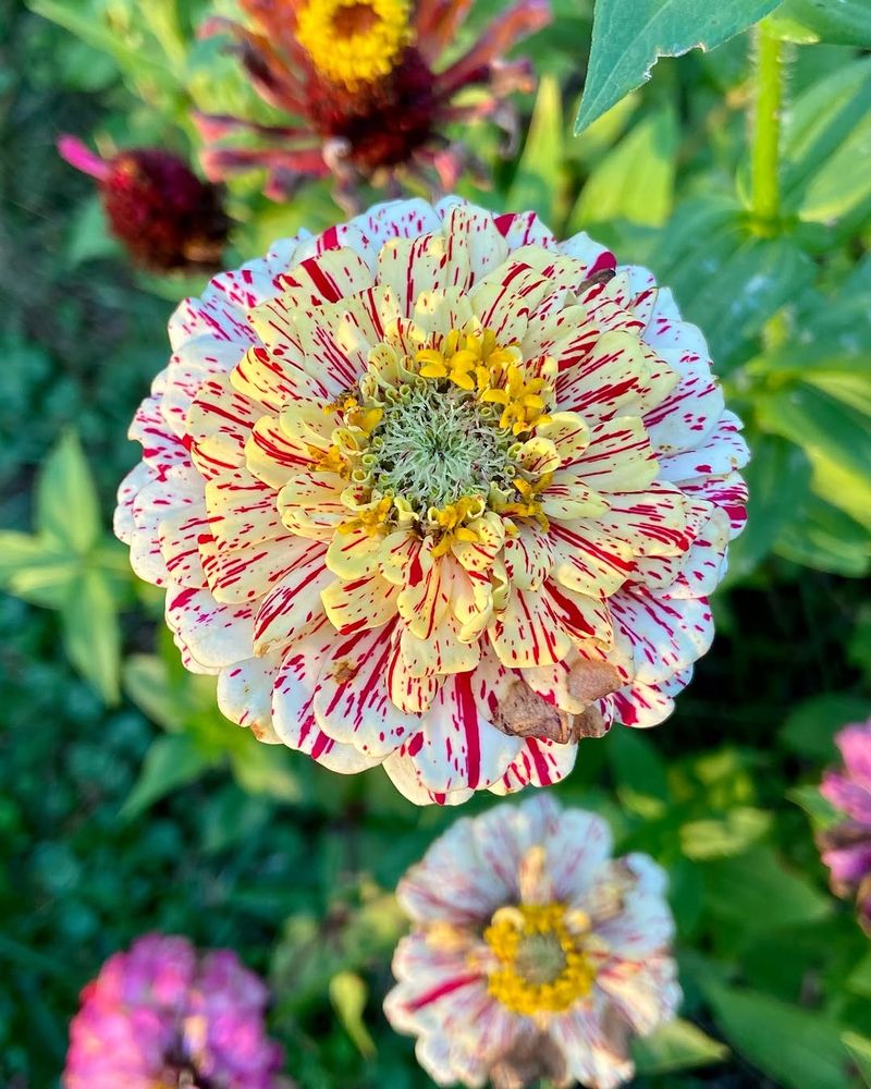 Peppermint Stick Produces Striped Blooms With Consistent Color