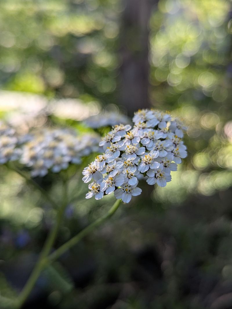 Yarrow