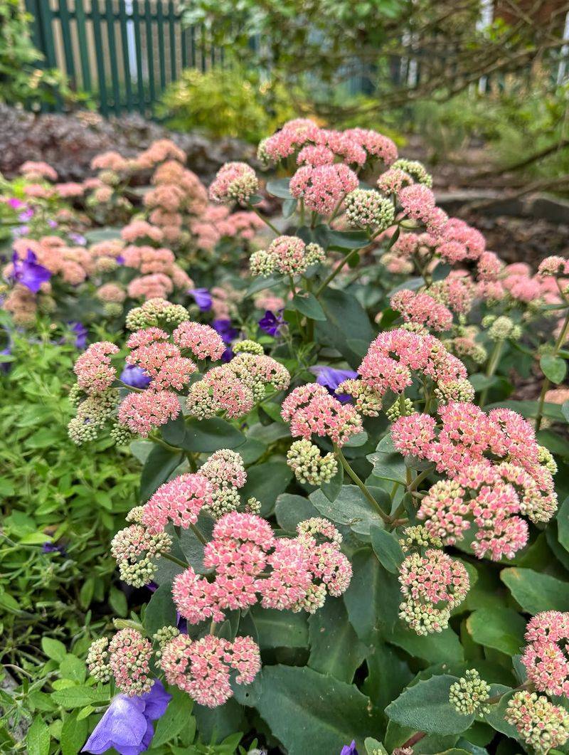 Sedum