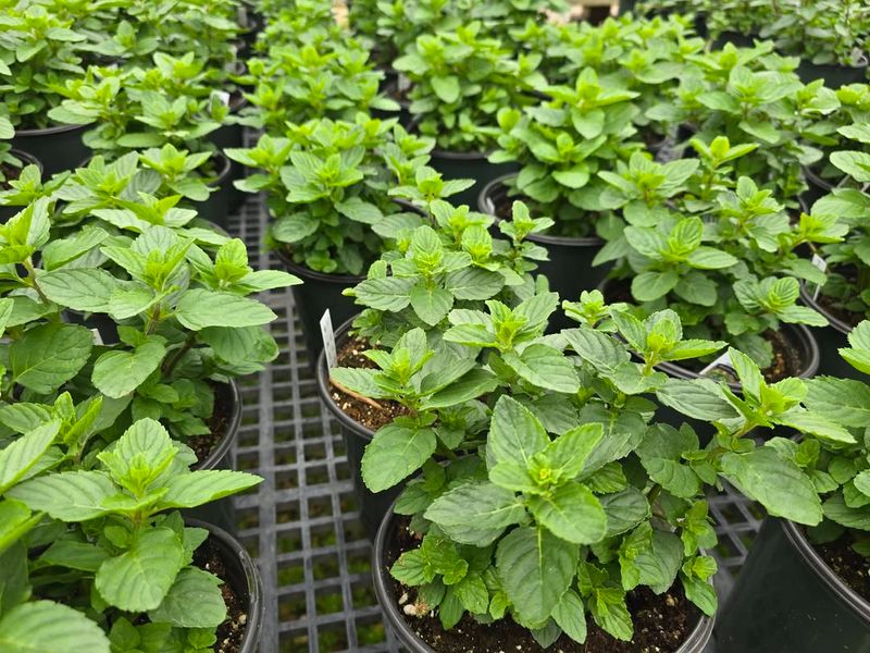 Mint Driving Away Pests With Its Strong Scent